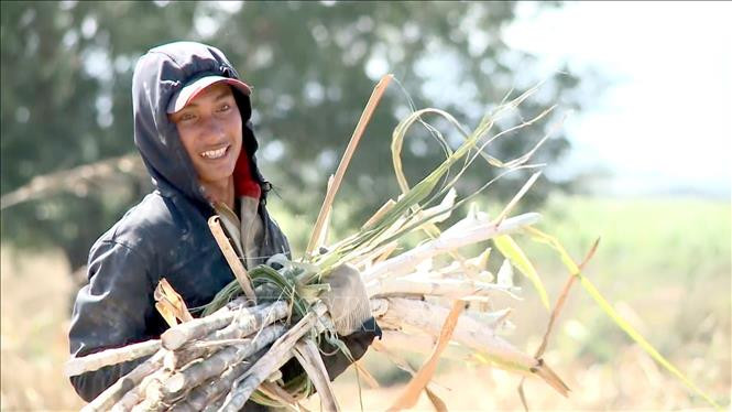 "Biến" đất sỏi đá thành mật ngọt nhờ cây mía ở xã Hbông