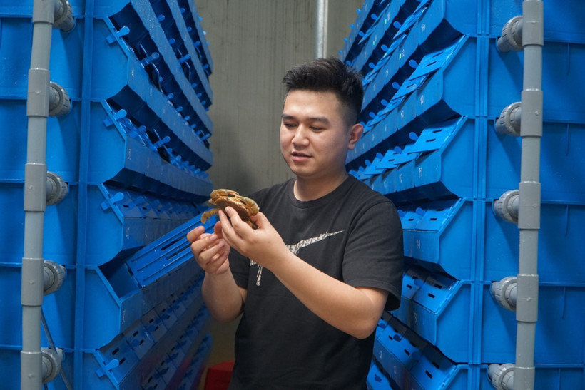 Hiệu quả bước đầu từ mô hình nuôi cua biển trên rừng