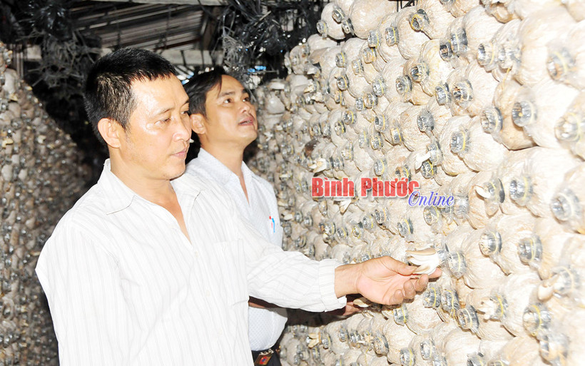 Trồng nấm cho hiệu quả kinh tế cao ở Tân Thành