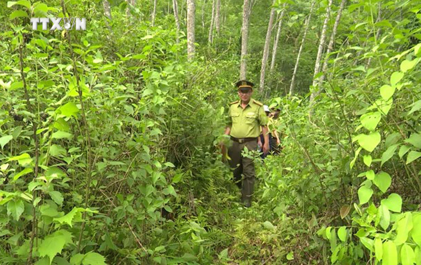 Thanh Hóa duy trì lực lượng thường trực bảo vệ rừng 24/24 giờ