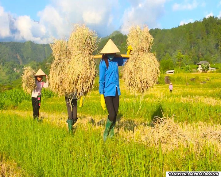 Sản phẩm nếp Tan Co Giàng (huyện Tân Uyên, Lai Châu) bán trên thị trường 