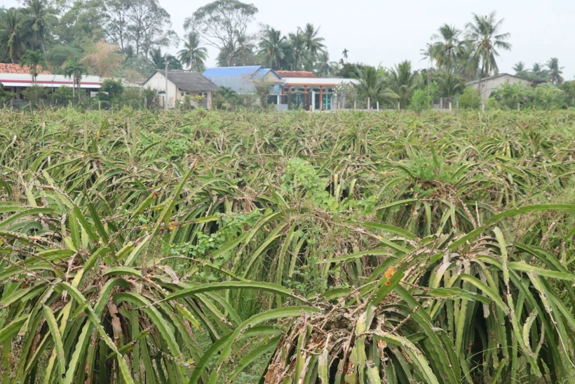 Phát triển bền vững cây thanh long (Bài 2)