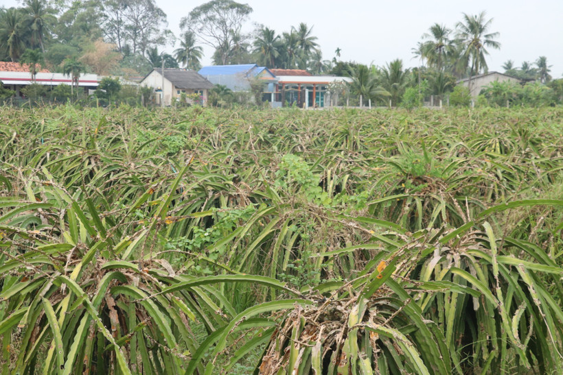 Phát triển bền vững cây thanh long (Bài 2)