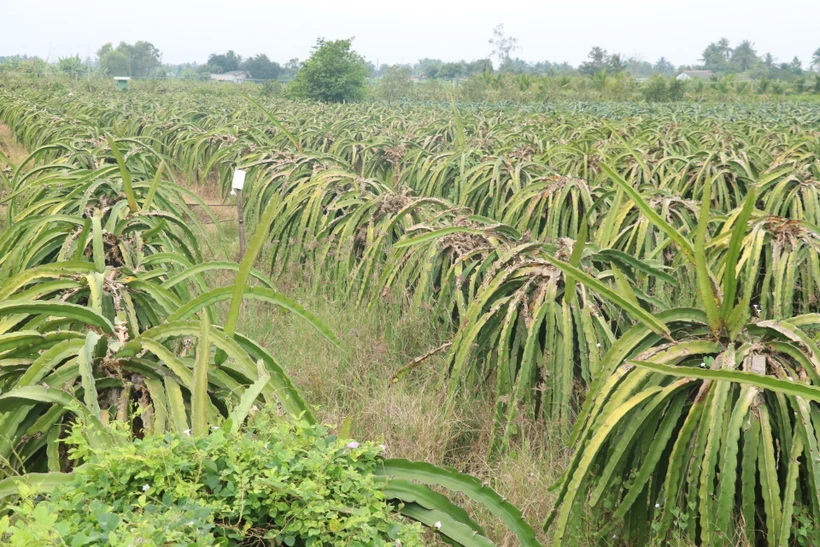 Phát triển bền vững cây thanh long (Bài 1)
