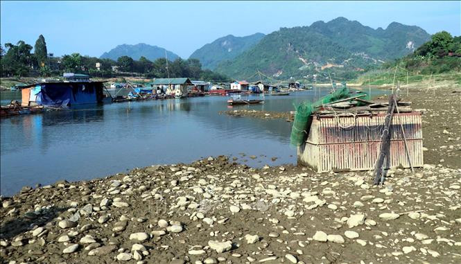 Nước sông Lô cạn, người nuôi cá lồng bị ảnh hưởng nghiêm trọng
