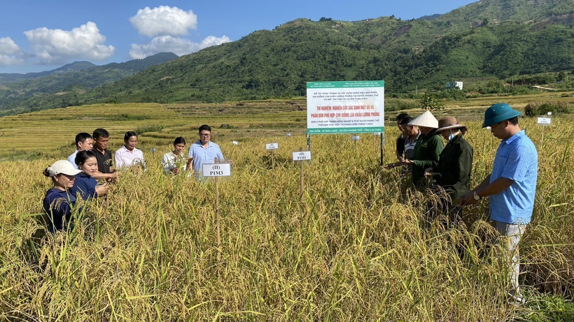 Xây dựng nhãn hiệu sản phẩm lúa Khẩu Lương Phửng