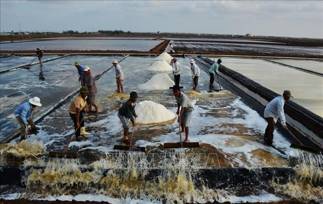 Diêm dân huyện Đông Hải, tỉnh Bạc Liêu thu hoạch muối. Ảnh: Huỳnh Sử - TTXVN