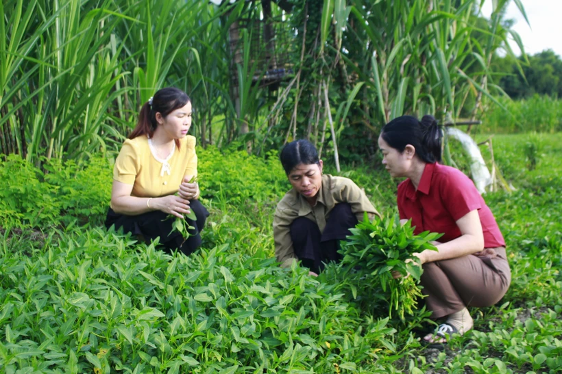 Đồng hành cùng phụ nữ vượt khó làm giàu ở Lai Châu