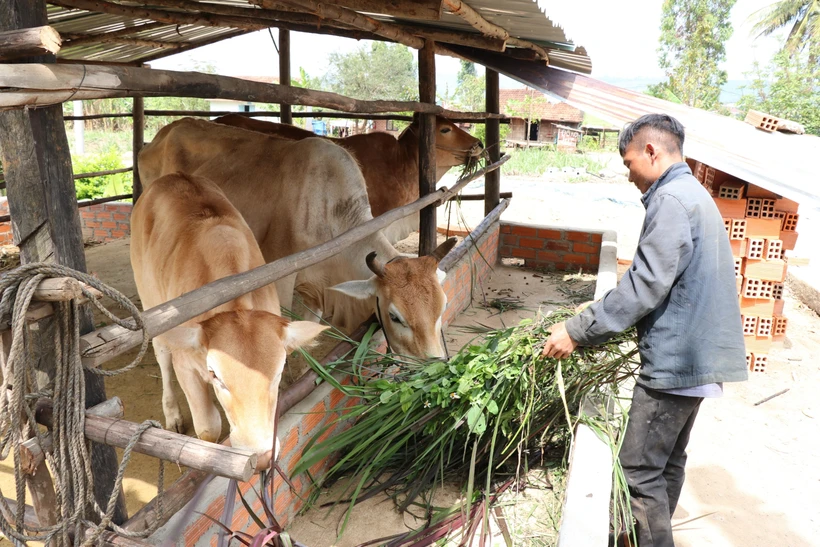 Nhiều mô hình giúp người dân tộc ở K'bang phát triển kinh tế gia đình