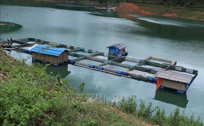 Hướng đi mới từ nuôi cá lồng trên lòng hồ thủy điện ở huyện Tân Uyên
