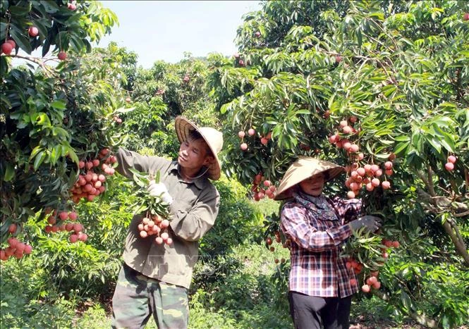 Bắc Giang ứng dụng khoa học công nghệ thúc đẩy phát triển kinh tế - xã hội vùng miền núi và dân tộc thiểu số