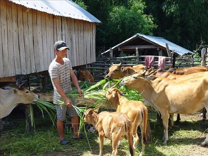 Phú Yên hỗ trợ đồng bào dân tộc thiểu số thoát nghèo