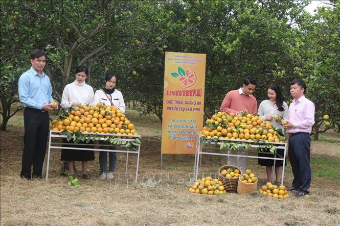 Nghệ An đưa nông sản lên các sàn thương mại điện tử