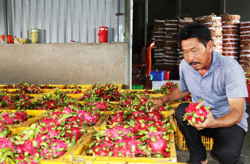 Thanh long cuối mùa giá cao gấp 3 lần cùng kỳ năm trước
