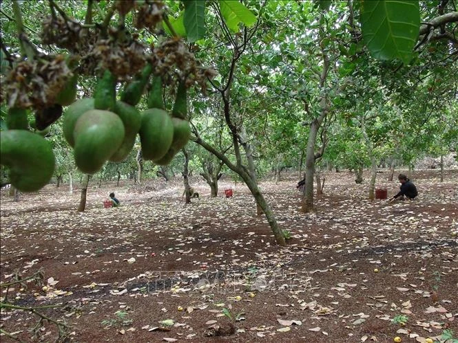 Mùa thu hoạch kém vui ở thủ phủ điều Bình Phước