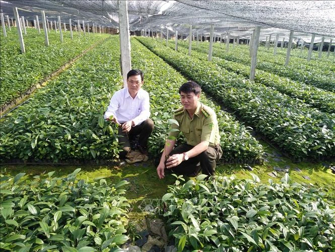 Trồng rừng phát triển mạnh ở Yên Bái