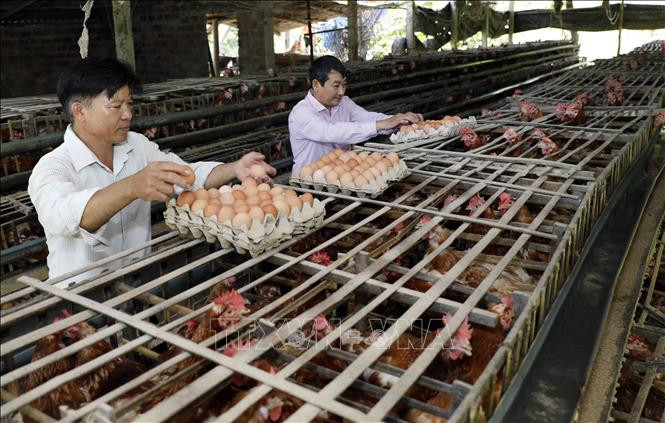Nhờ vốn vay ưu đãi, gia đình ông Trần Văn Đức ở thôn An Tân, xã Đại Hưng, huyện Đại Lộc có điều kiện cải tạo ao nuôi cá, gà đẻ, mỗi năm thu hàng trăm triệu đồng. Ảnh: TTXVN