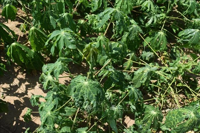 Gia Lai có hơn 1.000 ha sắn bị bệnh khảm lá