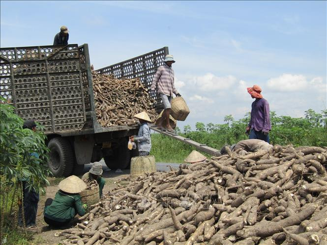 Nông dân trồng sắn Tây Ninh lãi 40 - 50 triệu đồng/ha