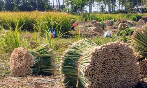 Trồng sả lấy tinh dầu cho hiệu quả cao ở Trạm Tấu