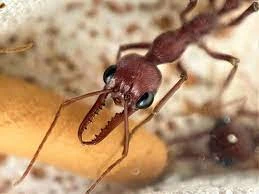Hướng đi mới trong phát triển liệu pháp điều trị giảm đau