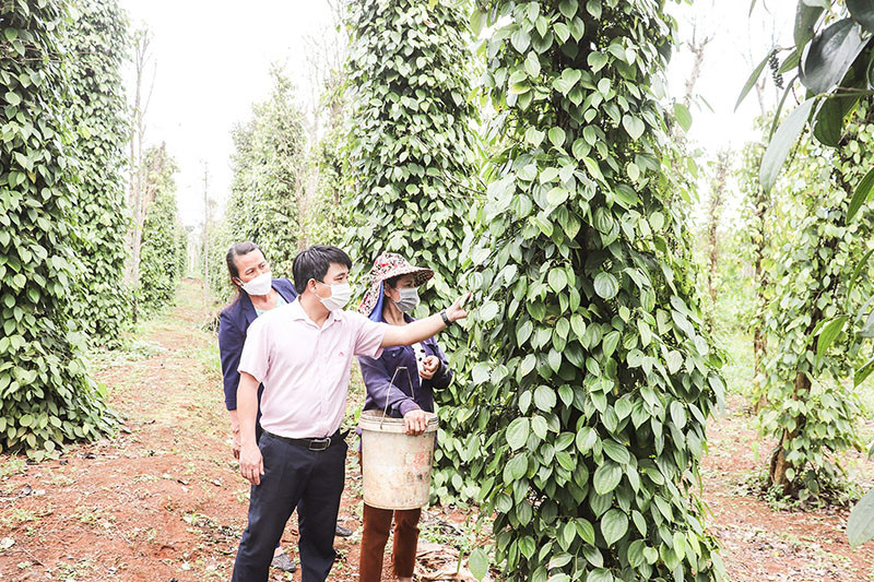 Gần 30.000 hộ khó khăn ở Quảng Trị được tiếp cận nguồn vốn chính sách