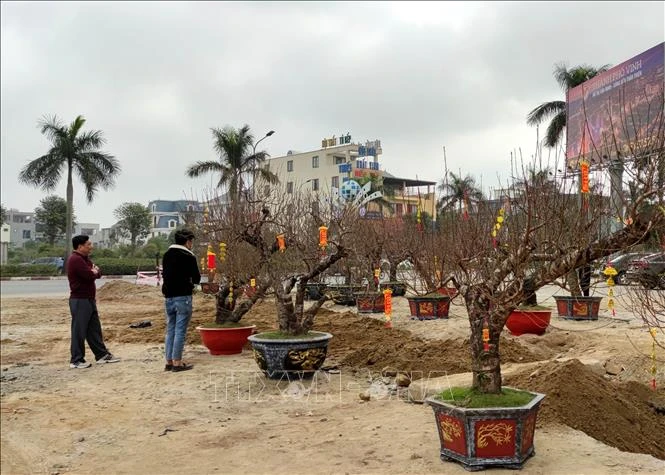 Nghệ An tạo điều kiện cho người dân mua, bán cây đào Tết thuận lợi