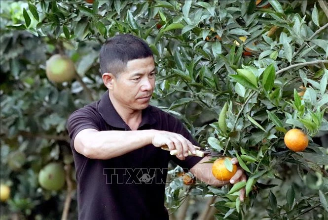 Anh Vì Văn Doan, hộ thành viên HTX nông nghiệp Duy Lợi ở xã Mường Và, huyện Sốp Cộp, tỉnh Sơn La, thu hoạch cam. Ảnh: Quang Quyết - TTXVN