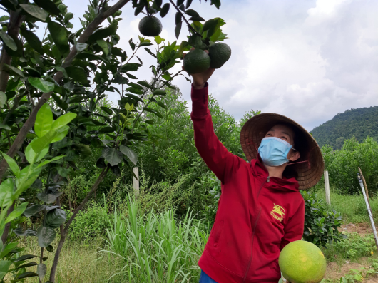 Diện tích cây ăn quả bắt đầu cho thu hoạch. Ảnh: Ảnh: quangngai.gov.vn
