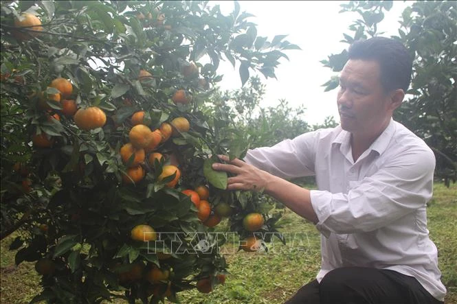 Những mô hình giảm nghèo nhanh, bền vững tại huyện miền núi Như Xuân