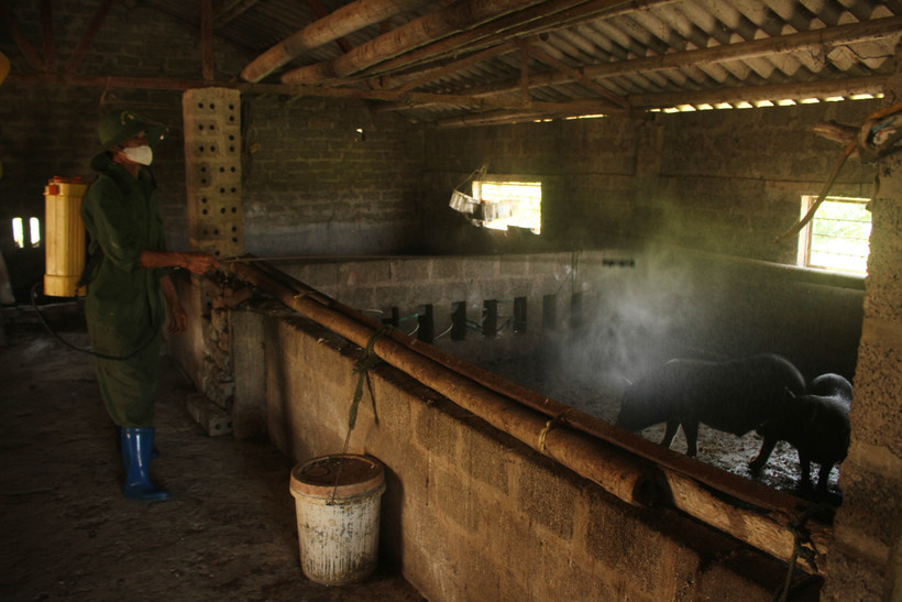 Ninh Bình khẩn trương ngăn chặn lây lan dịch tả lợn châu Phi