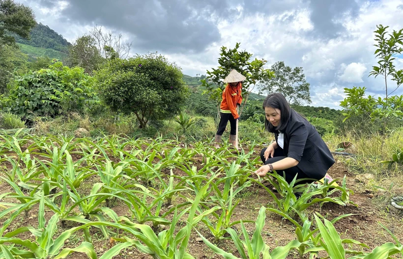 Tỷ phú trên miền đất khó Đam Rông