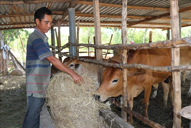 Gương làm kinh tế giỏi của đồng bào Raglai