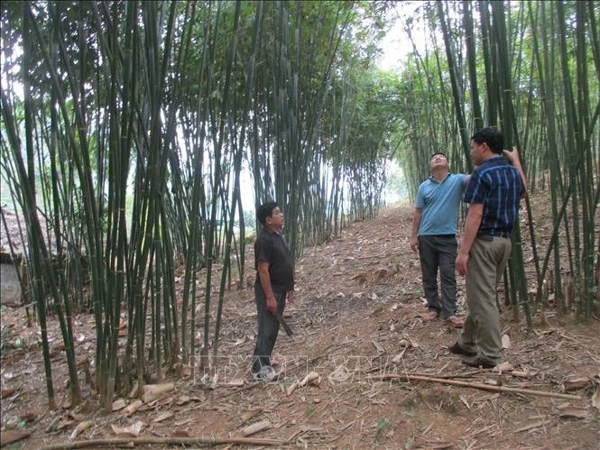 Người dân vùng biên Quan San giảm nghèo nhờ trồng cây luồng
