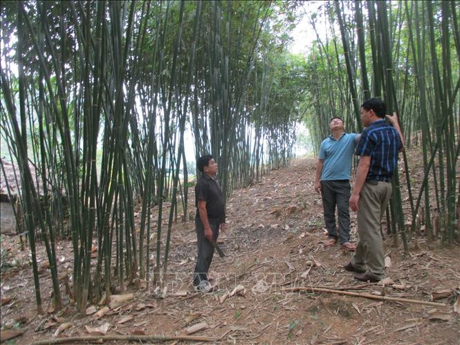 Người dân vùng biên Quan San giảm nghèo nhờ trồng cây luồng