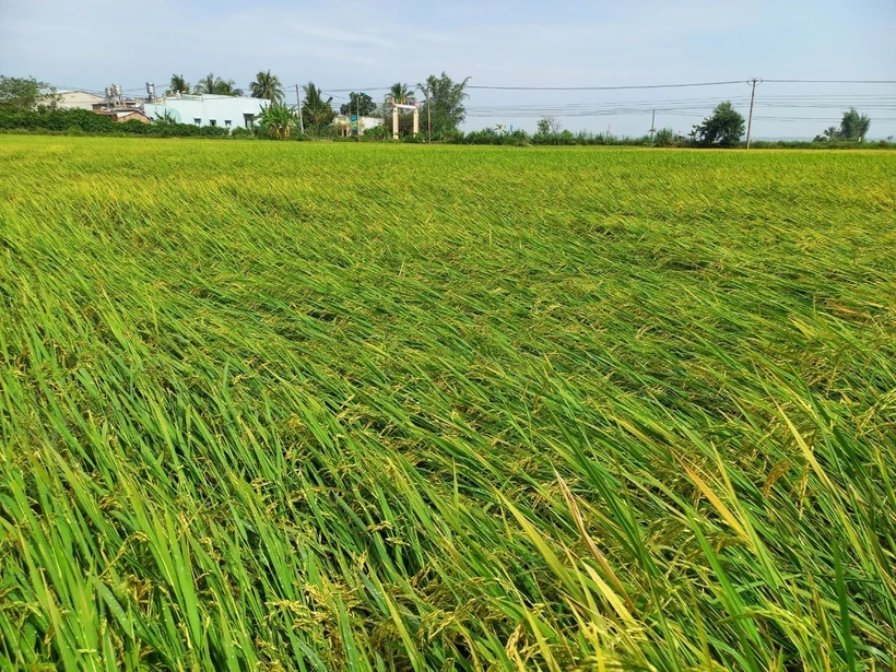 Kon Tum: Mưa đá gây thiệt hại nhiều tài sản, hoa màu