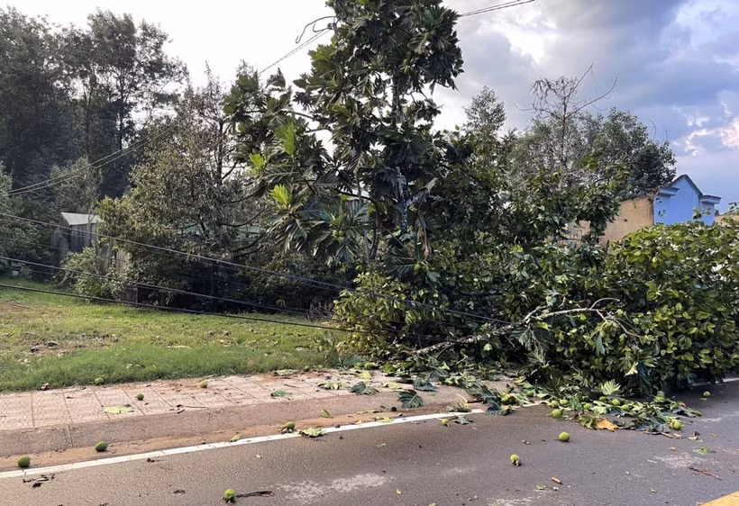 Lâm Đồng: Lốc xoáy tuốt rụng hàng chục tấn sầu riêng non