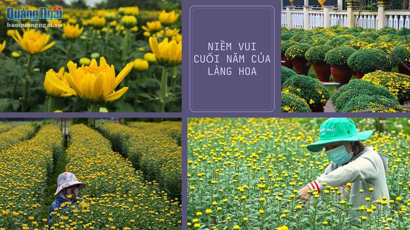Làng hoa Tết lớn nhất miền Trung được mùa, trúng giá