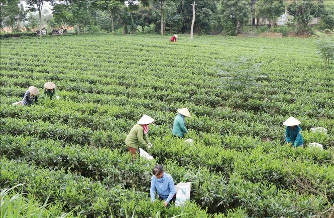 Kết nối tiêu thụ nông sản: Mã số vùng trồng cần đi trước một bước