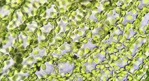 Phát hiện protein có thể giúp tối ưu hóa cơ chế hấp thụ CO2 của thực vật