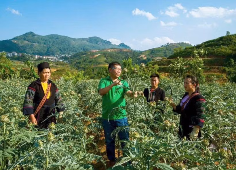 Cây dược liệu được trồng nhiều ở Sa Pa, Bắc Hà, Si Ma Cai, Bát Xát (Lào Cai) với nhiều loài quý. Ảnh: nongnghiep.vn