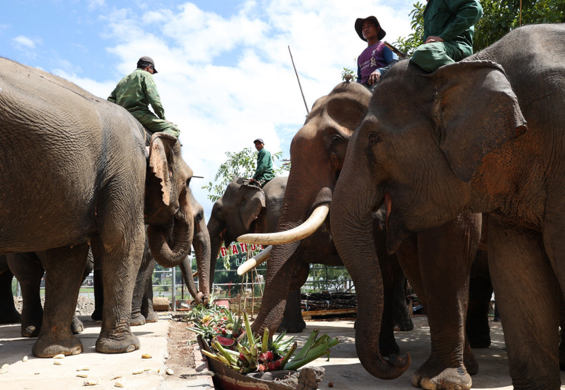 Mở "tiệc buffet" cho đàn voi nhà nhân “Ngày quốc tế voi 12/8”