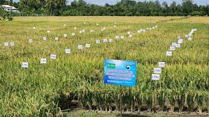 Triển vọng giống lúa HATRI 200 có khả năng chống chịu hạn mặn