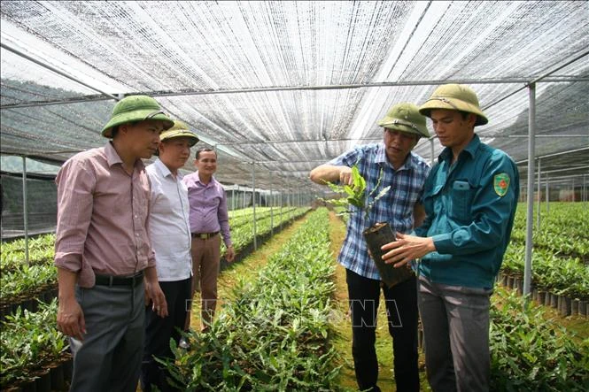 Triển vọng từ cây mắc ca ở Lai Châu