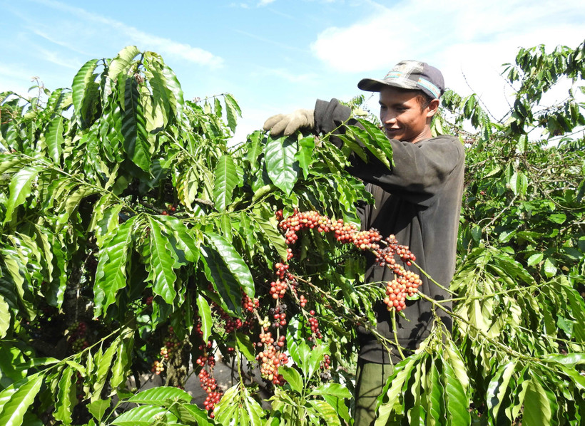 Đảm bảo an ninh trật tự mùa thu hái cà phê ở Kon Tum 