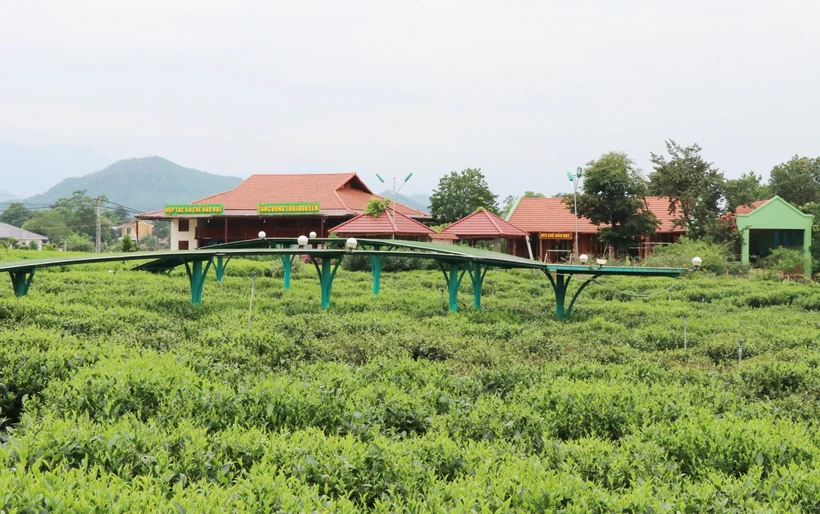 Thái Nguyên hấp dẫn du lịch cộng đồng gắn với văn hóa trà