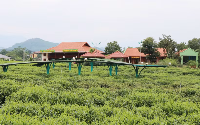 Thái Nguyên hấp dẫn du lịch cộng đồng gắn với văn hóa trà