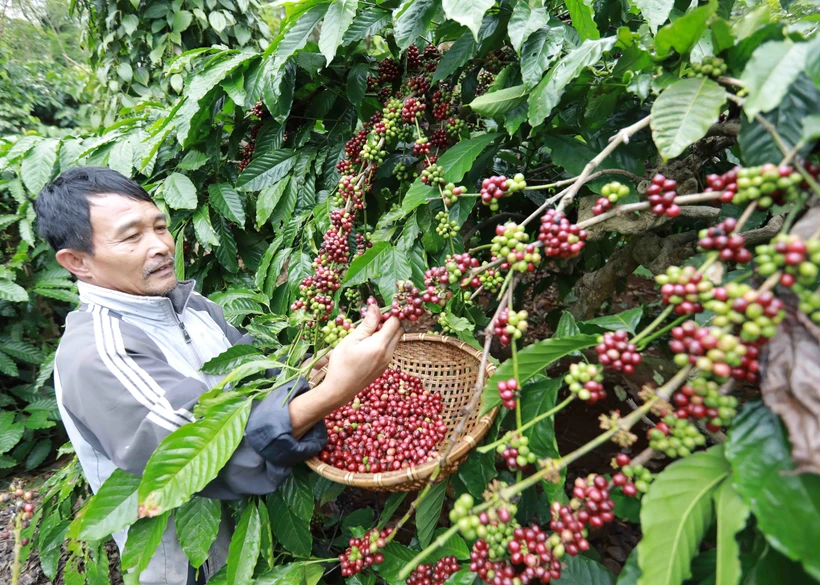 Tỉnh Đắk Lắk dẫn đầu khu vực miền Trung - Tây Nguyên về số lượng hợp tác xã nông nghiệp