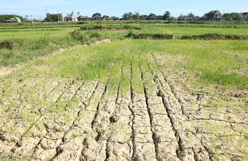 Quảng Trị có 9 địa phương nguy cơ cháy rừng ở mức cực kỳ nguy hiểm 