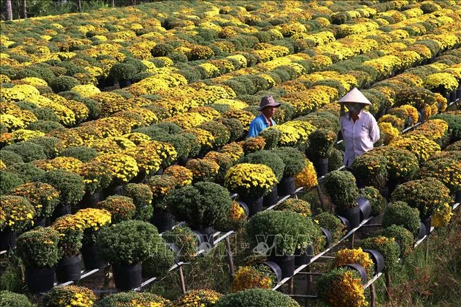 Trồng cúc mâm xôi thu lãi cao ở làng hoa Sa Đéc